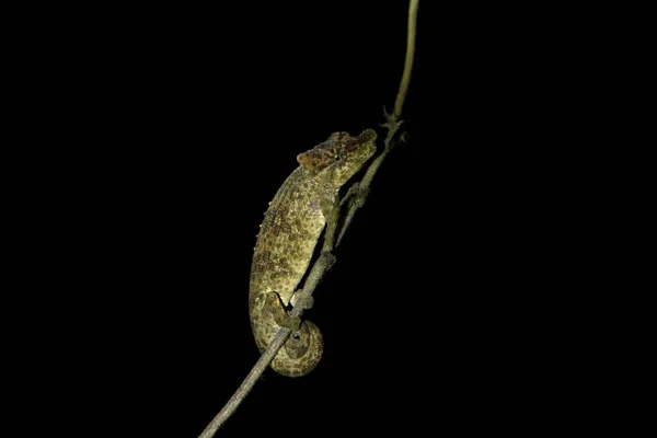Calumma Fallax Šplhá Větev Madagaskaru Podvodný Chameleon Lese Zelený Chameleon — Stock fotografie