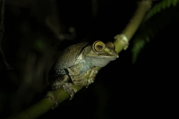 マダガスカルでの夜のブーフィス マダガスカリエンシス 夜のカエルが暗闇に座っている 小さな緑色のカエルで口を指して — ストック写真