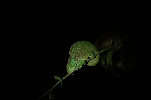 在马达加斯加国家公园的树枝上 有一个高耸的变色龙 卡鲁玛 Oshaughnessyi晚上在森林里休息 能改变皮肤颜色的动物 — 图库照片