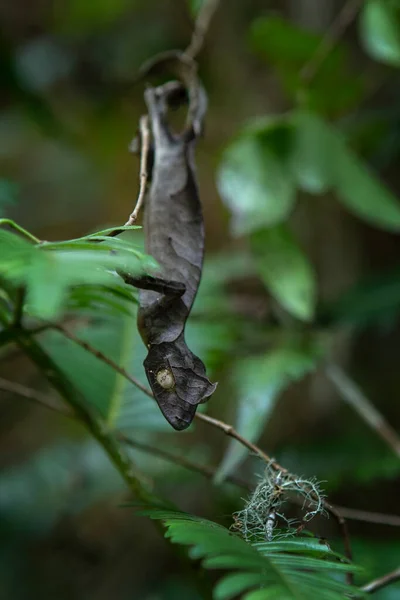 Satanische Blattschwanzgeckos Auf Dem Boden Madagaskar Uroplatus Phantasticus Versteckt Sich — Stockfoto