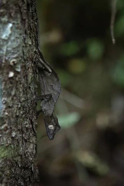 在马达加斯加 撒旦的叶子尾随壁虎在地上 Uroplatus Phantasticus躲在树叶上 看起来像树叶的盖柯 — 图库照片