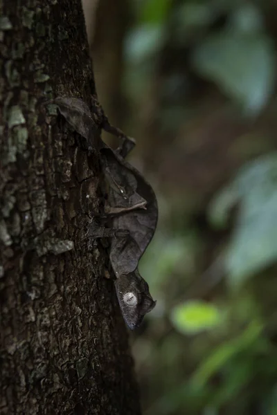 Gecko Satânico Cauda Folha Chão Madagascar Uroplatus Phantasticus Está Escondido — Fotografia de Stock