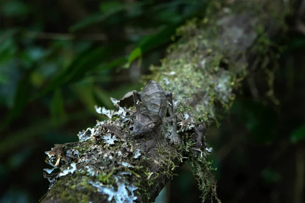 Şeytani yaprak Madagaskar 'da kertenkeleyi takip etti. Uroplatus Phantasticus yaprakların üzerinde saklanıyor. Yaprağa benzeyen Gecko. 