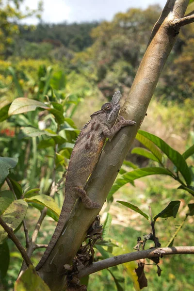 Madagaskar Ulusal Parkı Ndaki Şubede Papazın Bukalemunu Var Calumma Parsonii — Stok fotoğraf