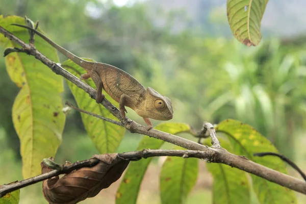 Parson Chameleon Branch Madagascar National Park Calumma Parsonii Slowly Walking — Stock Photo, Image
