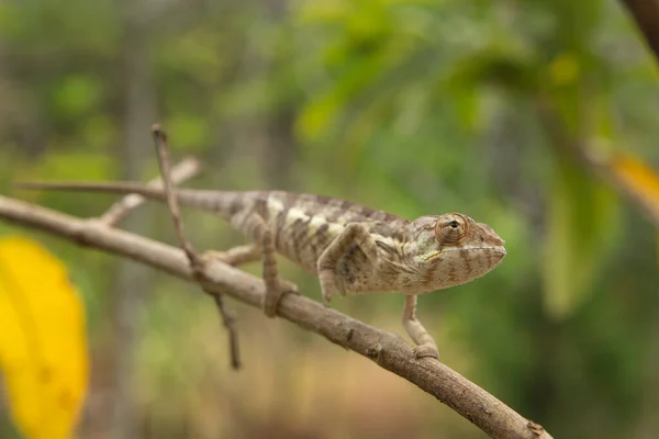 Panther Chameleon Climbing Branch Madagascar Furcifer Pardalis Forest Brown Chameleon — Stock Photo, Image