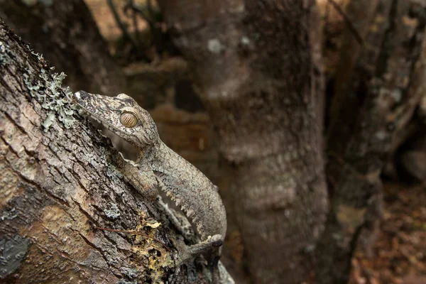 Madagaskar Daki Ağaç Gövdesinde Yaygın Olarak Görülen Düz Kuyruklu Kertenkele — Stok fotoğraf