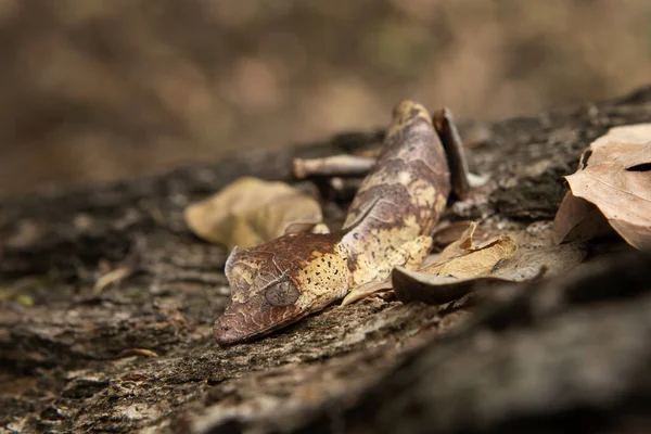 Gecko Satânico Cauda Folha Chão Madagascar Uroplatus Phantasticus Está Escondido — Fotografia de Stock