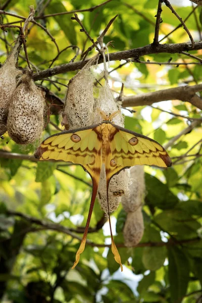 Madagascan moon moth in the Madagascar\'s national park. Argema mittrei is sitting on the cocoon. Nature on the Madagascar.