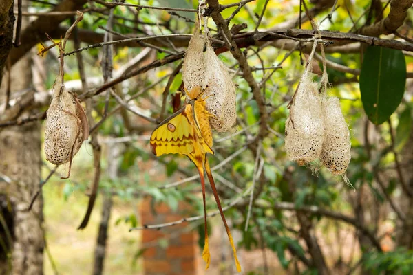 Madagascan Moon Moth Madagascar National Park Argema Mittrei Sitting Cocoon — Stock Photo, Image