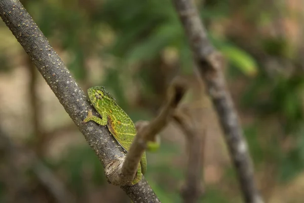 Menší Chameleon Pobočce Madagaskarského Národního Parku Furcifer Minor Pomalu Kráčí — Stock fotografie