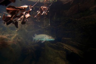 Yüzeye yakın kuzey turna balığı. Gündüz dalışı sırasında mızrak. Göldeki ana yırtıcı hayvan.. 