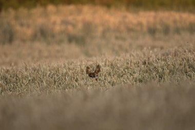 Azma mevsiminde roe geyiği. Çayırda geyik. Yaz mevsiminde Avrupa doğası. Tarladaki geyik sürüsü.. 