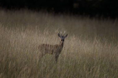 Azma mevsiminde roe geyiği. Çayırda geyik. Yaz mevsiminde Avrupa doğası. Çayırda Roe geyiği.