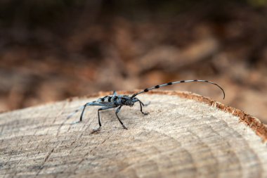 Rare rosalia longicorn in the forest. Rosalia alpina in the Little Carpathians park. Blue beetle with black stains and long feelers.