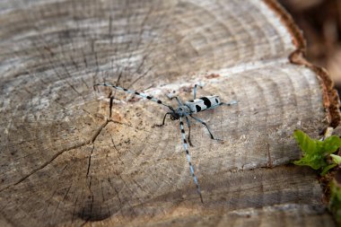 Ormanda nadir bulunan Rosalia Longicorn. Rosalia Alpina, Küçük Karpatlar Parkı 'nda. Siyah lekeli ve uzun antenli mavi böcek..