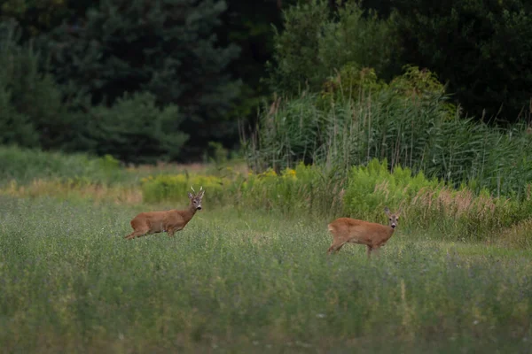 Roe deer during rutting season. Deer on the meadow. European nature during summer season. Roe deer with doe.