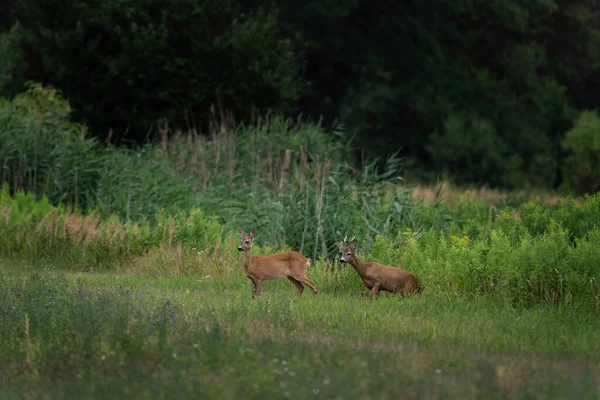 Roe deer during rutting season. Deer on the meadow. European nature during summer season. Roe deer with doe.