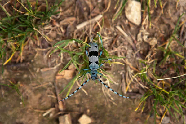 森林里稀有的迷迭香 Rosalia Alpina在小喀尔巴阡山公园蓝色甲虫 有黑色污渍和长长的触角 — 图库照片