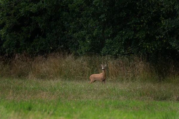 Roe deer during rutting season. Deer on the meadow. European nature during summer season. Roe deer on the meadow.