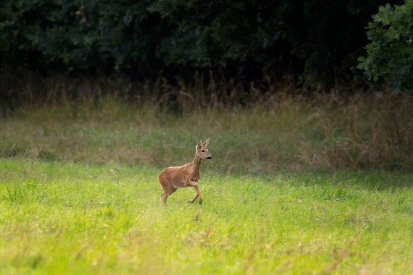 Roe deer during rutting season. Deer on the meadow. European nature during summer season. Doe of roe deer on the field.