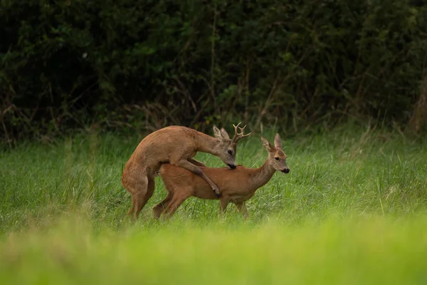 Roe deer during rutting season. Deer on the meadow. European nature during summer season. Roe deer is mating with the doe.