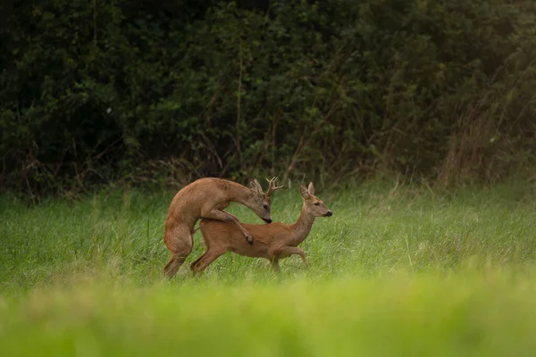 Cervos Roe Durante Época Rutting Veado Prado Natureza Europeia Durante — Fotografia de Stock