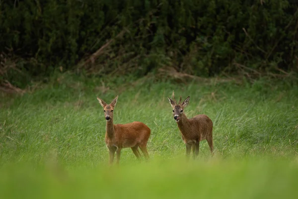 Roe deer during rutting season. Deer on the meadow. European nature during summer season. Roe deer is following the doe.