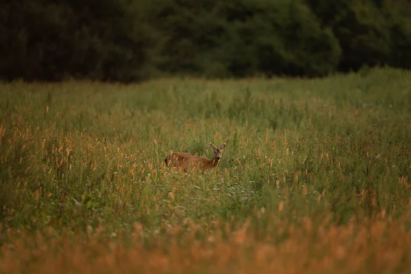 Roe deer during rutting season. Deer on the meadow. European nature during summer season. Doe of roe deer on the field.