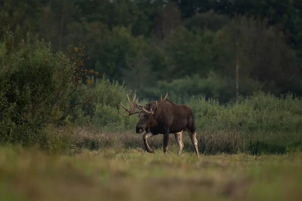 European Elk Rut Biebrzanski Park Male Elk Walkin Meadow Moose — Stock Photo, Image
