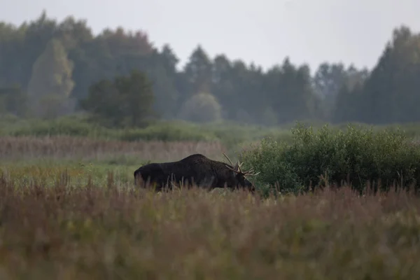 Losi Během Plavby Parku Biebrzanski Losí Samec Kráčí Louce Moose — Stock fotografie