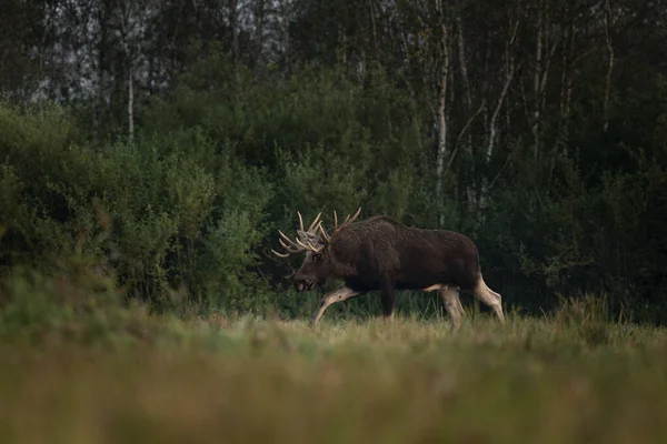 Losi Během Plavby Parku Biebrzanski Losí Samec Kráčí Louce Moose — Stock fotografie