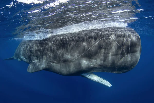 Sperm whale near the surface with open mouth. Calm biggest toothed whale in Indian ocean.