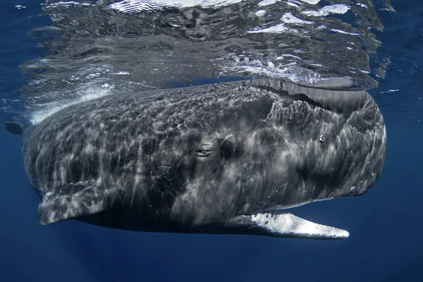 オープン口で表面近くの精子クジラ インド洋最大の歯科クジラ — ストック写真