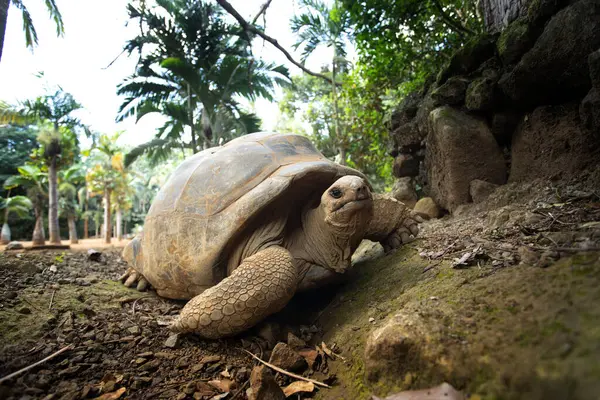 Aldabra dev kaplumbağası La Vanille doğa parkında yürüyor. Dev yer kaplumbağası sıcak bir günde dinleniyor. Mauritius sürüngeni.