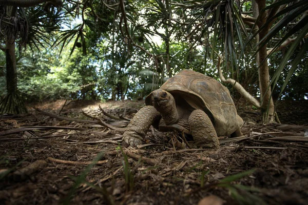 Aldabra Giant Tortoise Walking Vanille Nature Park Huge Ground Turtle — Stock Photo, Image