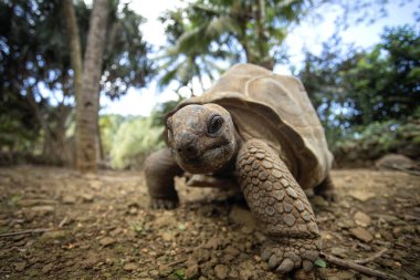 Aldabra dev kaplumbağası La Vanille doğa parkında yürüyor. Dev yer kaplumbağası sıcak bir günde dinleniyor. Mauritius sürüngeni. Doğal ortamında komik kaplumbağa. Kara kaplumbağasının ayrıntıları..