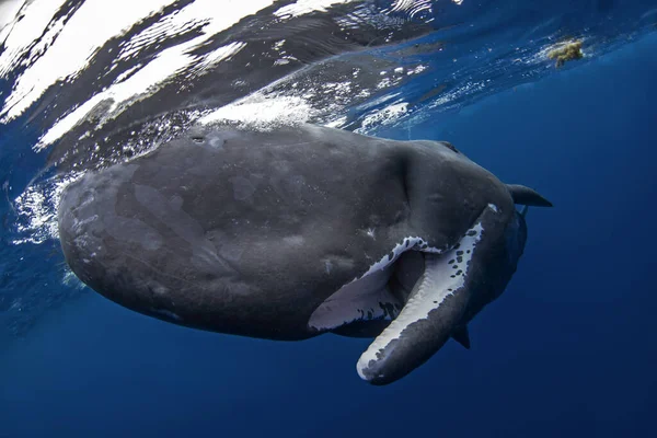 Sperm whale is swimming alone in Indian ocean. Playful whale near the surface. Swimming with the biggest tooth animals.