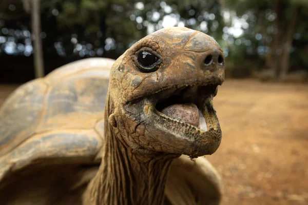 Aldabra Giant Tortoise Walking Vanille Nature Park Huge Ground Turtle — Stock Photo, Image