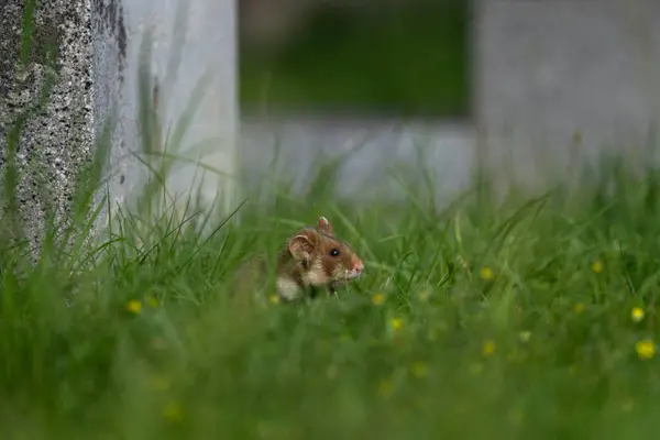 European Hamster Hiding Grass Rare Hamster Looking Food Orange White — Stock Photo, Image