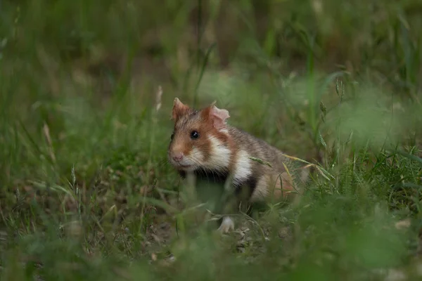 European hamster is hiding in grass. Rare hamster are looking for food. Orange and white rodent in Europe. Wildlife during summer time.
