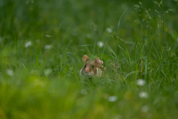 European hamster is hiding in grass. Rare hamster are looking for food. Orange and white rodent in Europe. Wildlife during summer time.