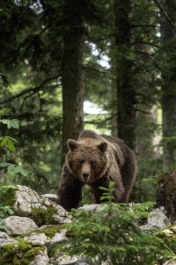 Kahverengi ayı ormanda besleniyor. Yaz mevsiminde Avrupa ayısı. Doğal ortamdaki büyük yırtıcı hayvan. Avrupa doğası. 