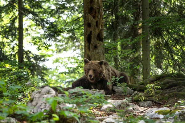Niedźwiedź Brunatny Żywi Się Lesie Niedźwiedź Europejski Sezonie Letnim Wielki — Zdjęcie stockowe