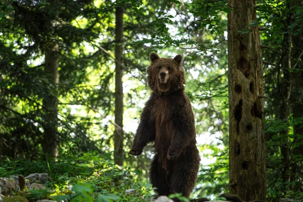 Brown Bear Feeding Forest European Bear Summer Season Big Predator — Stock Photo, Image