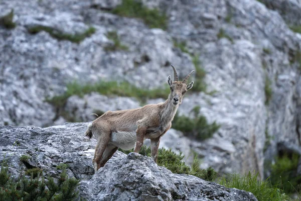 Íbice Alpino Está Alimentando Prado Las Montañas Ibex Durante Temporada —  Fotos de Stock