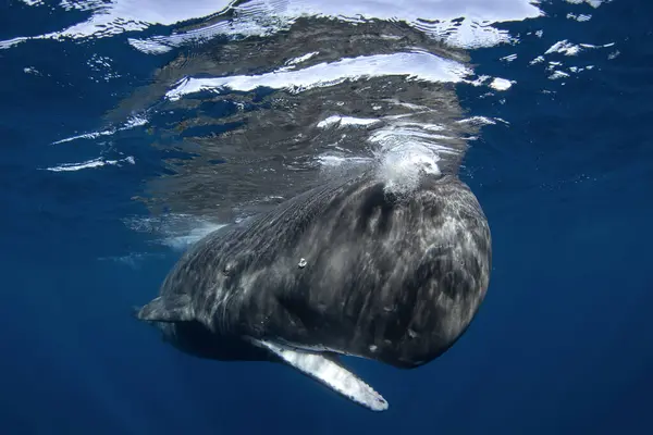 Sperm whale is relaxing near the surface. Snorkeling with the whales. The biggest toothed whale with open mouth. Marine life in Indian ocean.