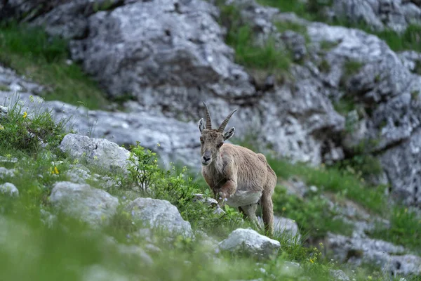 Alpin Ibex Livnär Sig Fjällängen Ibex Sommarsäsongen Steinbock Triglav Nationalpark — Stockfoto