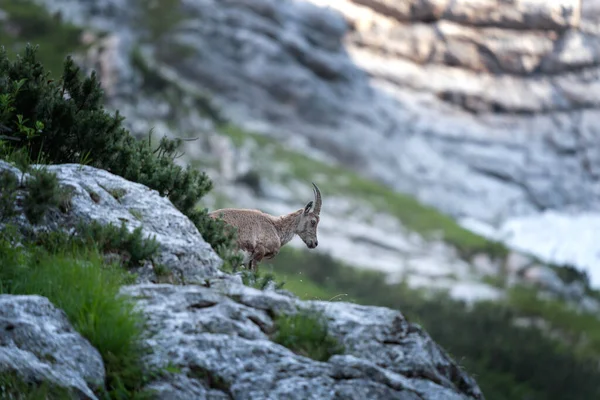 Alpensteenbok Voedt Zich Met Bergweide Ibex Tijdens Het Zomerseizoen Steinbock — Stockfoto