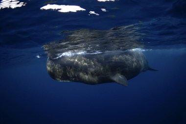 Sperm balinası yüzeye yakın dinleniyor. Balinalarla şnorkelle yüzmek. Ağzı açık en büyük dişli balina. Hint okyanusunda deniz yaşamı.